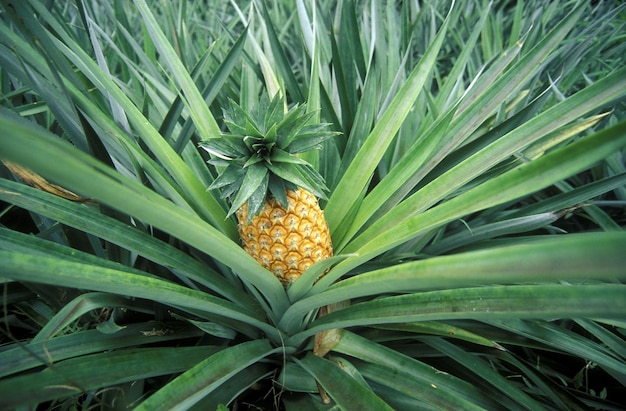 Photo close-up of pineapple growing on plant