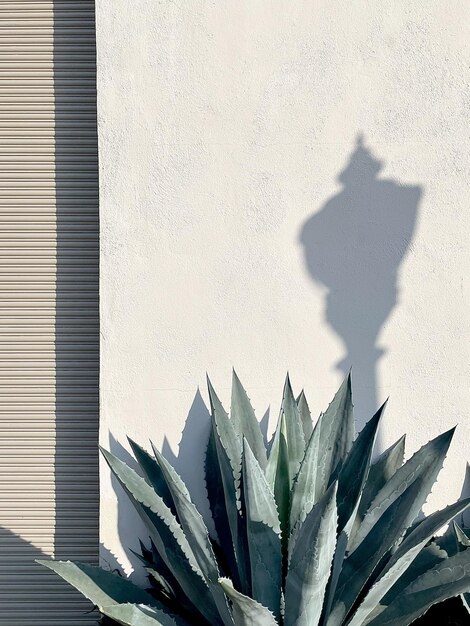 Photo close-up of pineapple on wall