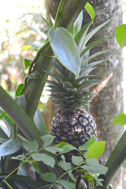 Photo close-up of pineapple