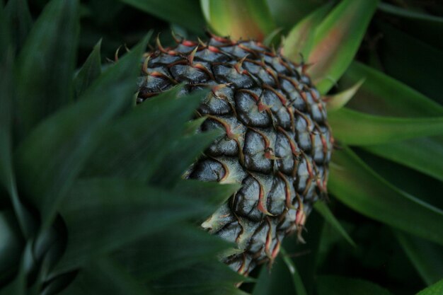 Photo close-up of pineapple