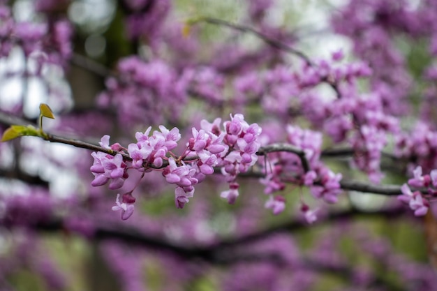 雨の滴のコンセプト写真でピンクのアカシアの花を閉じる背景をぼかした写真