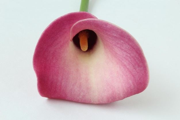 Foto close-up di una mela rosa sullo sfondo bianco