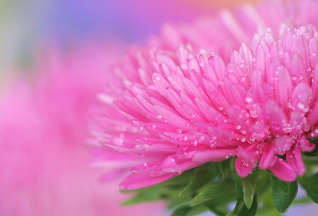 Close-up of  pink aster