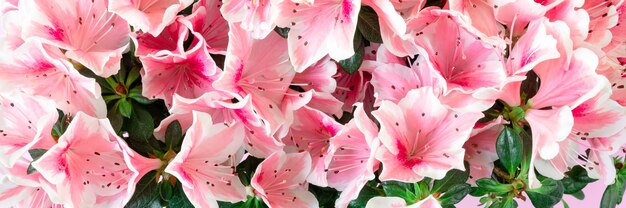 Close up of pink azalea blossoms banner