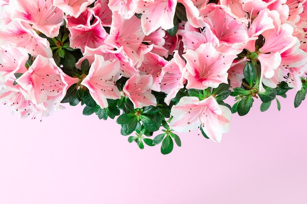 Крупным планом розовые цветы азалии или рододендрон с цветами в полном цвету на розовом фоне