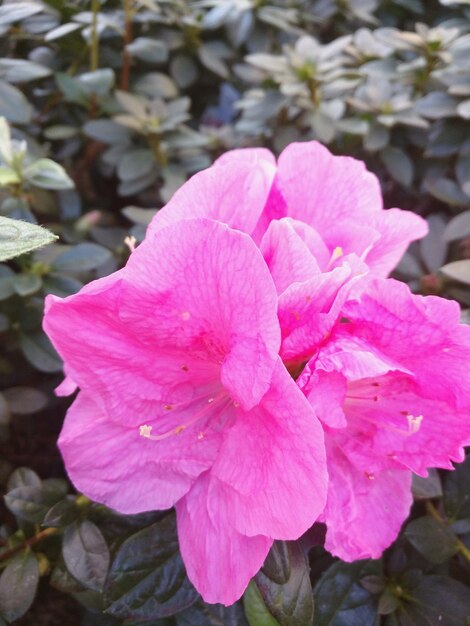 Photo close-up of pink azaleas blooming at park