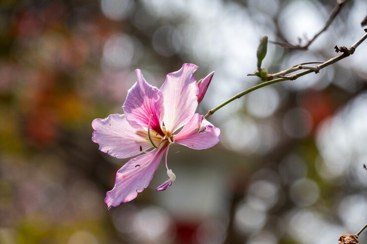 Photo 粉紅色<unk>花的近距離拍攝