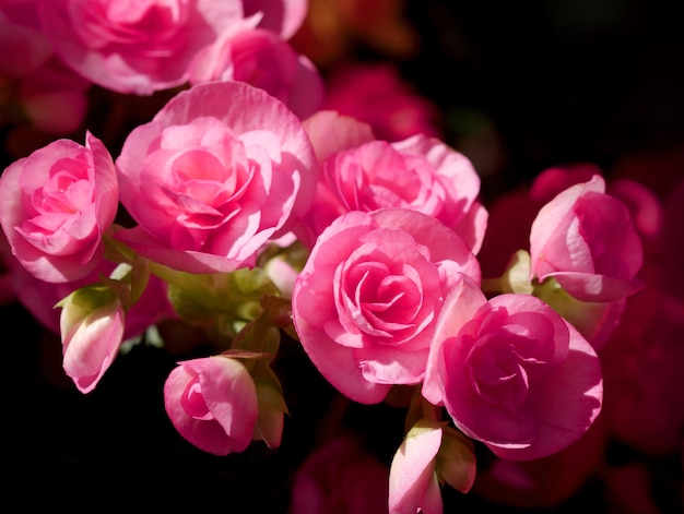 close up pink begonia on black background have copy space for put text