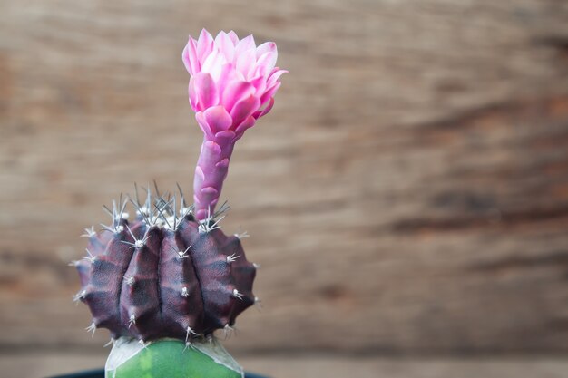 Close up of pink blooming cactus flower