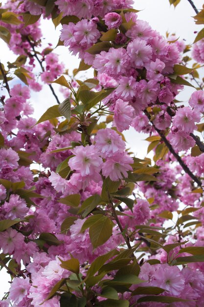 핑크 피 사쿠라에 근접합니다. 봄 또는 여름 꽃 개념.