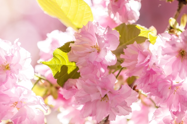 春のシーズン中に桜、ピンクの花桜の枝のクローズアップ