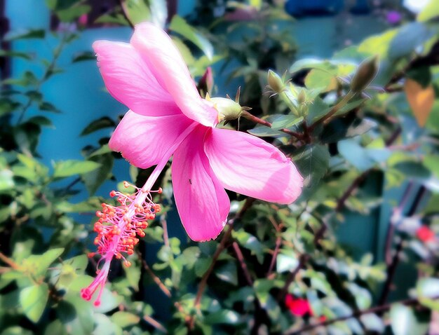 Photo close up of pink blossom