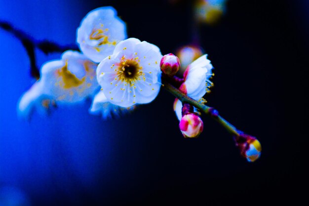 Close up of pink blossoms