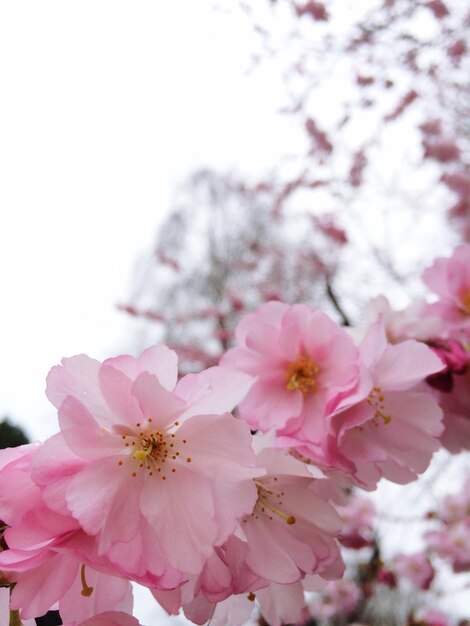 Foto prossimo piano di fiori rosa