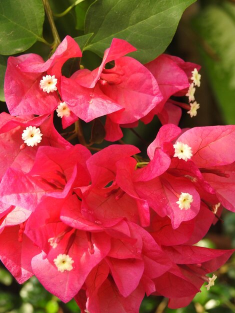 Close-up of pink bougainvillea blooming outdoors