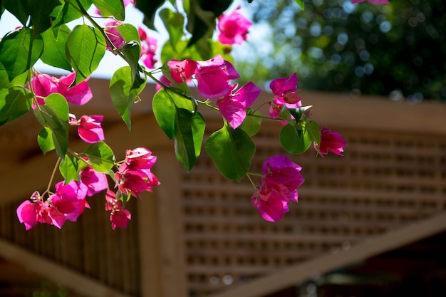 Foto close-up di bougainvillea rosa in fiore all'aperto