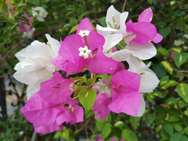 Photo close-up of pink bougainvillea blooming outdoors