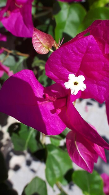 Close-up of pink bougainvillea blooming outdoors