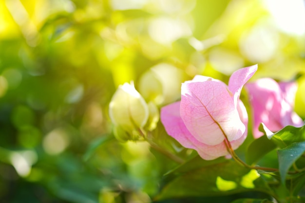 Close up pink bougainvillea flowers or Fuengfah bouquet is a beautiful bush in the garden