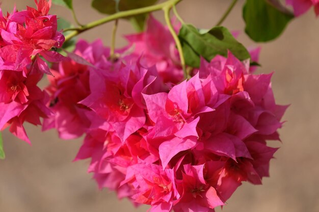 Foto prossimo piano dei fiori di bougainvillea rosa