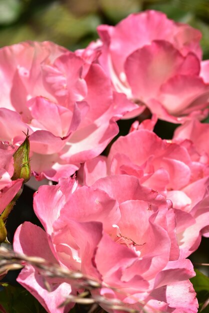 Close-up of pink bougainvillea flowers