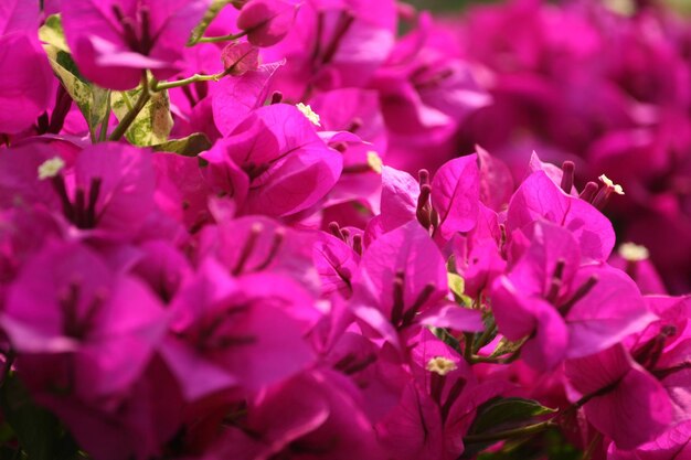 Close-up of pink bougainvillea flowers