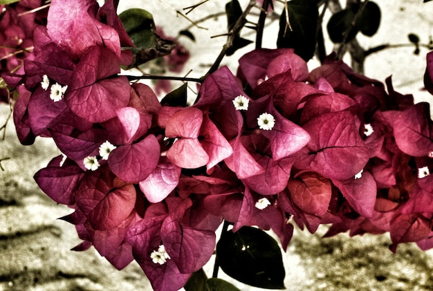 Close-up of pink bougainvilleas blooming outdoors