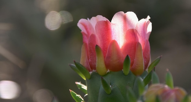 日光の下でピンクのサボテンの花のクローズ アップ