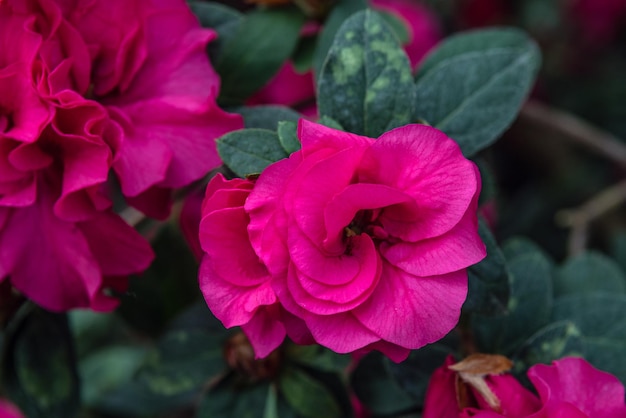 A close up of a pink camellia plant