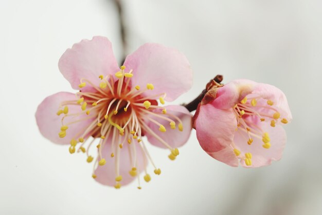 Foto close-up di fiori di ciliegio rosa su sfondo bianco
