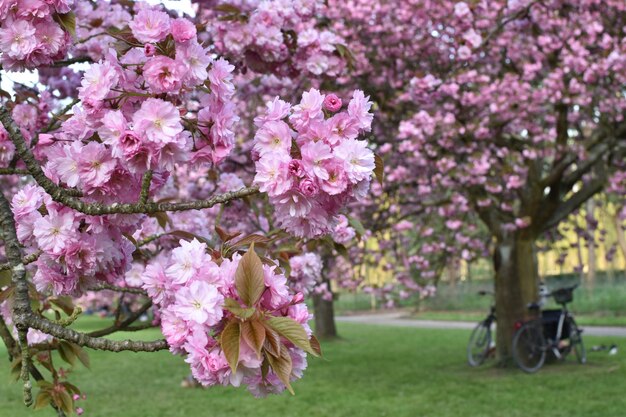 Close-up of pink cherry blossom in park