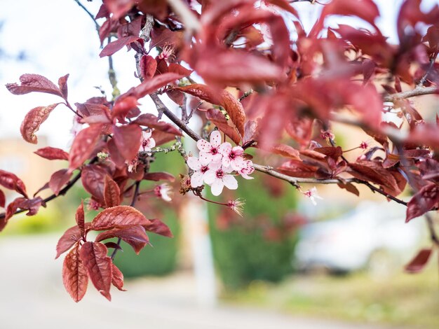 Close-up of pink cherry blossom tree