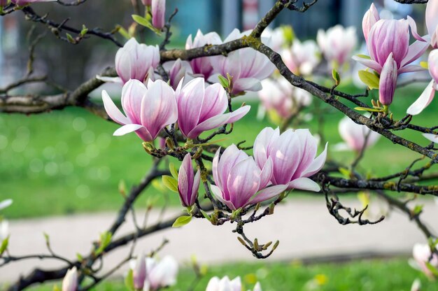 Close-up of pink cherry blossom tree