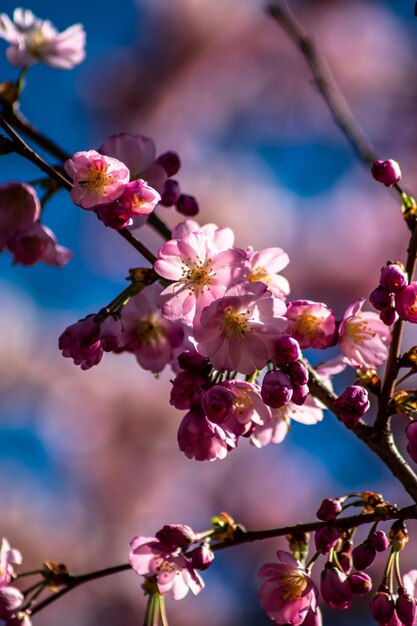 Foto prossimo piano dell'albero a fiori di ciliegio rosa