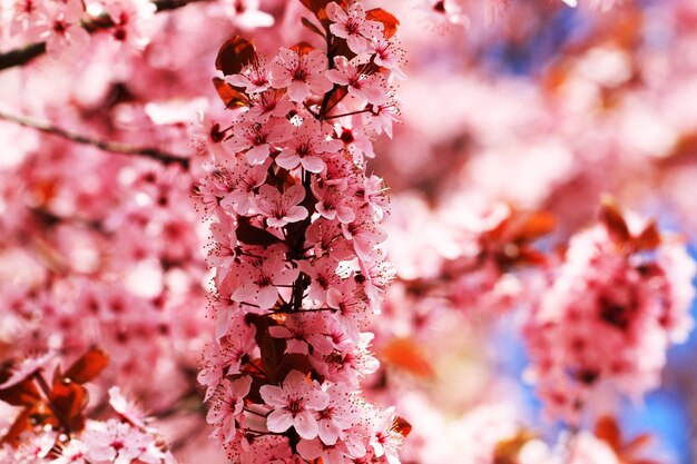 Close-up of pink cherry blossom tree