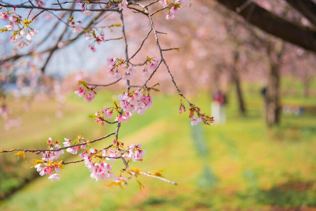 ピンクの桜の花の木のクローズアップ