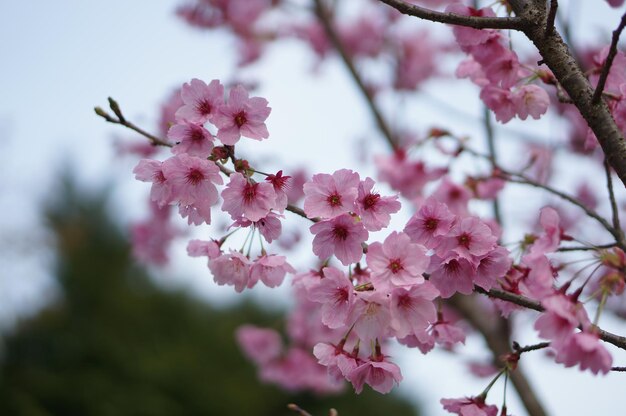 Close-up of pink cherry blossom tree