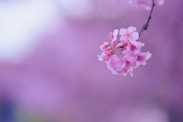 Close-up of pink cherry blossom