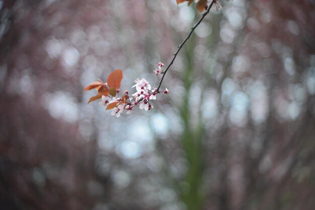 Photo close-up of pink cherry blossom