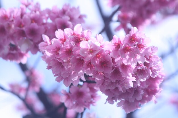 Close-up of pink cherry blossom