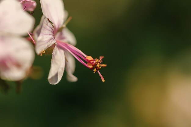 Close-up of pink cherry blossom