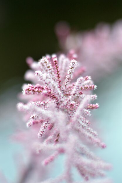 Photo close-up of pink cherry blossom