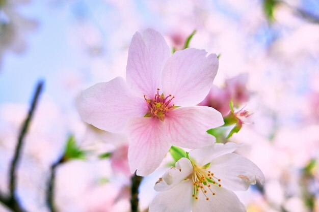 ピンクの桜の花のクローズアップ