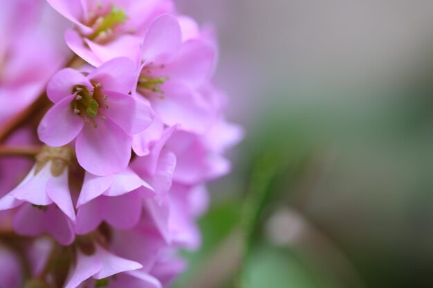 Close-up of pink cherry blossom