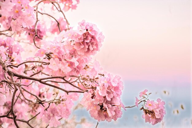 Close-up of pink cherry blossom