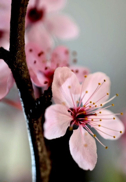 Photo close-up of pink cherry blossom