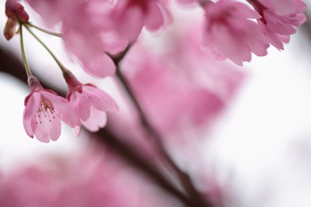 Close-up of pink cherry blossom