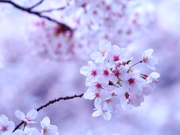 Close-up of pink cherry blossom