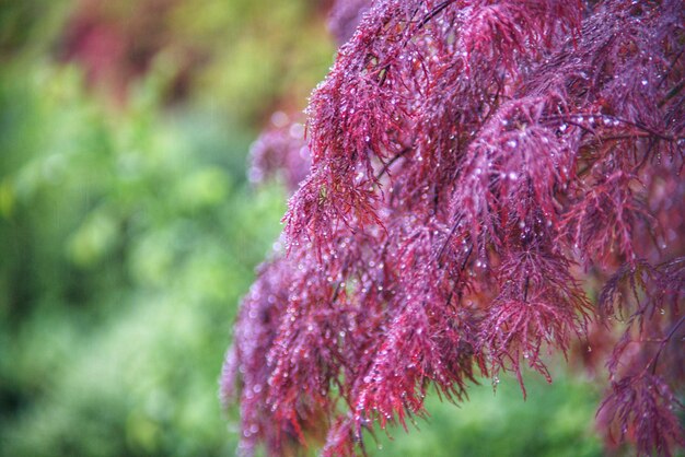 Close-up of pink cherry blossom