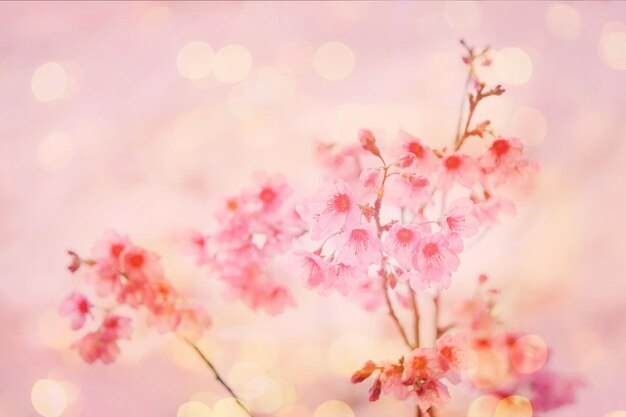 Photo close-up of pink cherry blossom